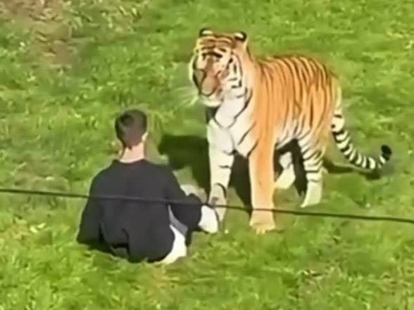 Man who met his end after entering tiger enclosure is named and pictured