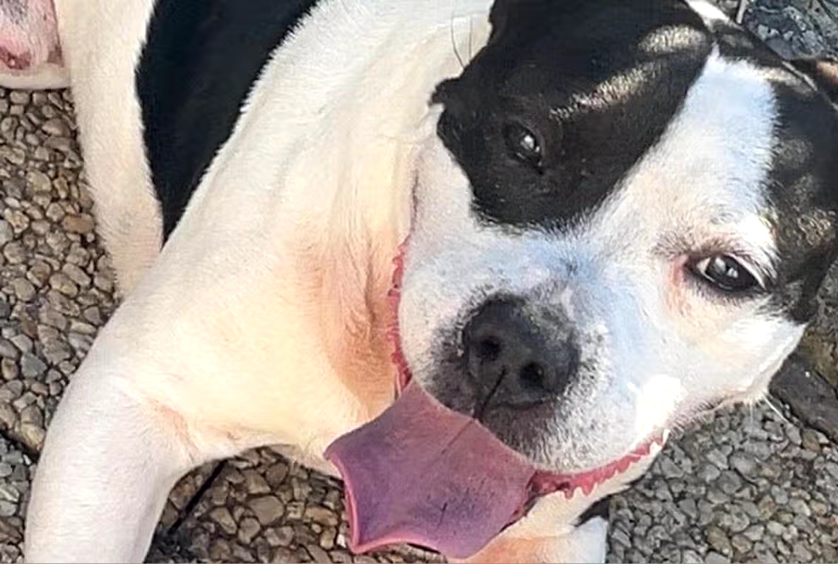 Horrified neighbours catch man doing things to dog 'he was looking after for friend'
