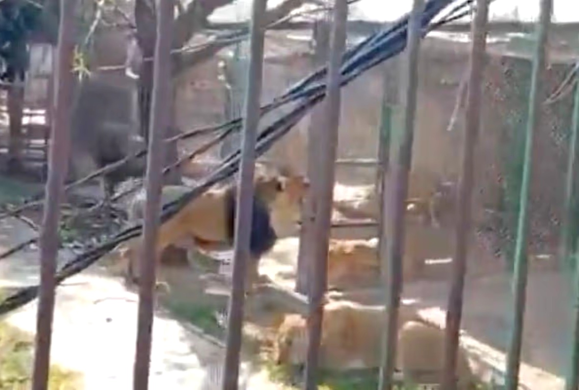Man mauled by lions and left with horror injuries after releasing them from cages where he sought refuge (video)