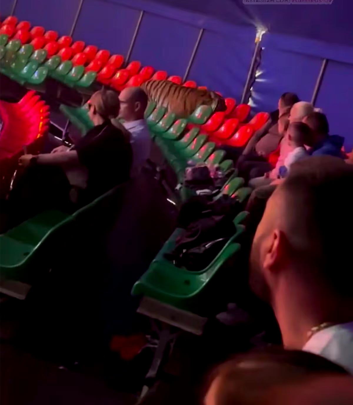 Horror moment tiger breaks free and leaps into crowd at circus as terrified families flee (video)