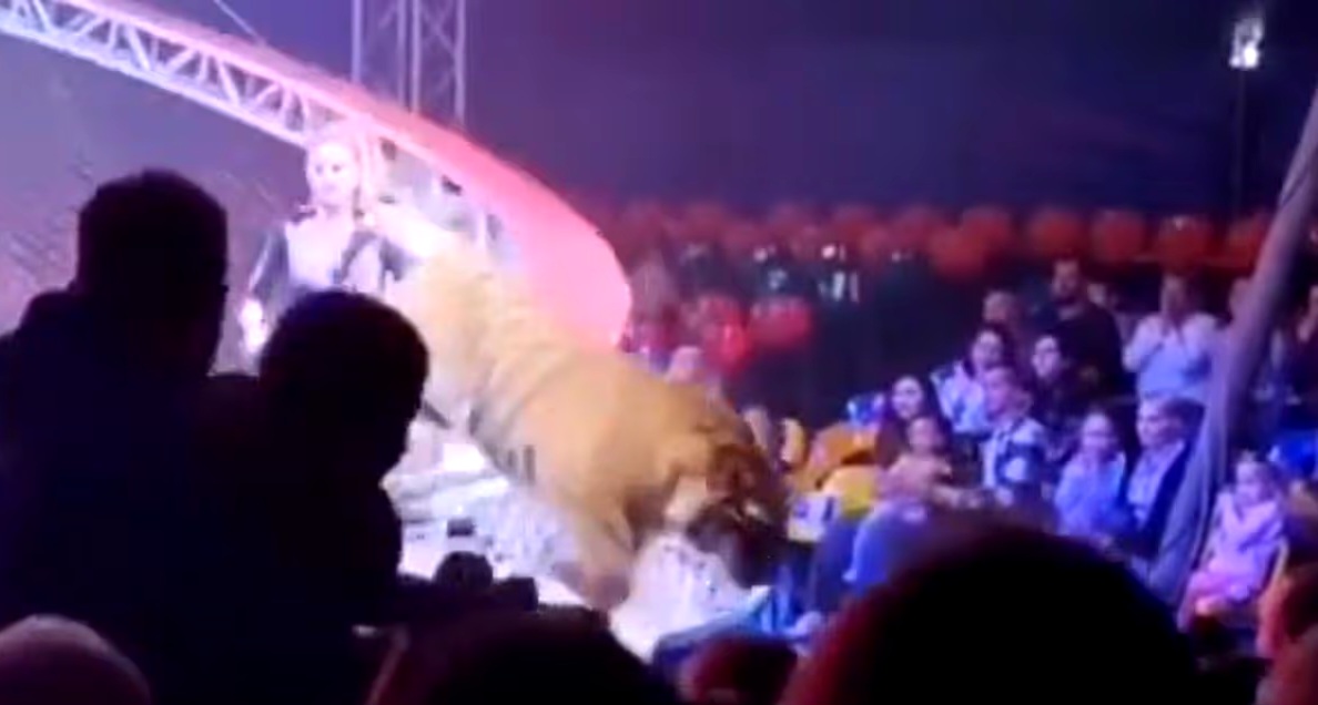 Horror moment tiger breaks free and leaps into crowd at circus as terrified families flee (video)