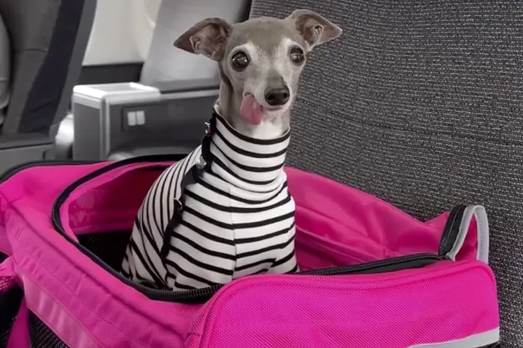 Internet-famous fashion dog Tika the Iggy has died at age 14