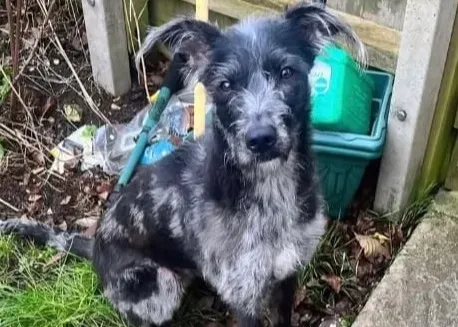 Image depicting the context of the dog attack tragedy.