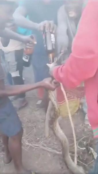 Video of drunk men forcing python to drink alcohol sparks police ...