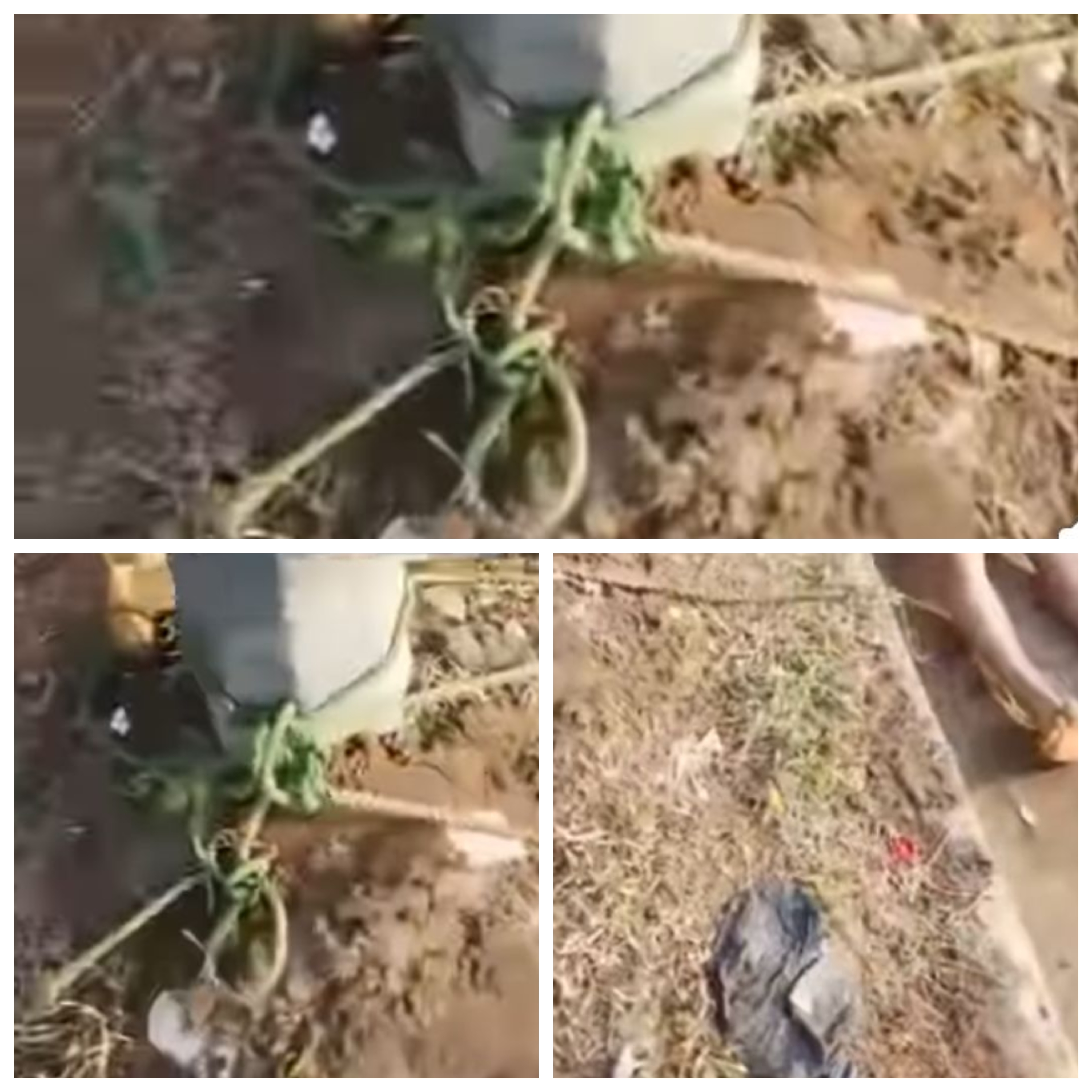 Lifeless body of unidentified man found tied to pole in Ekiti