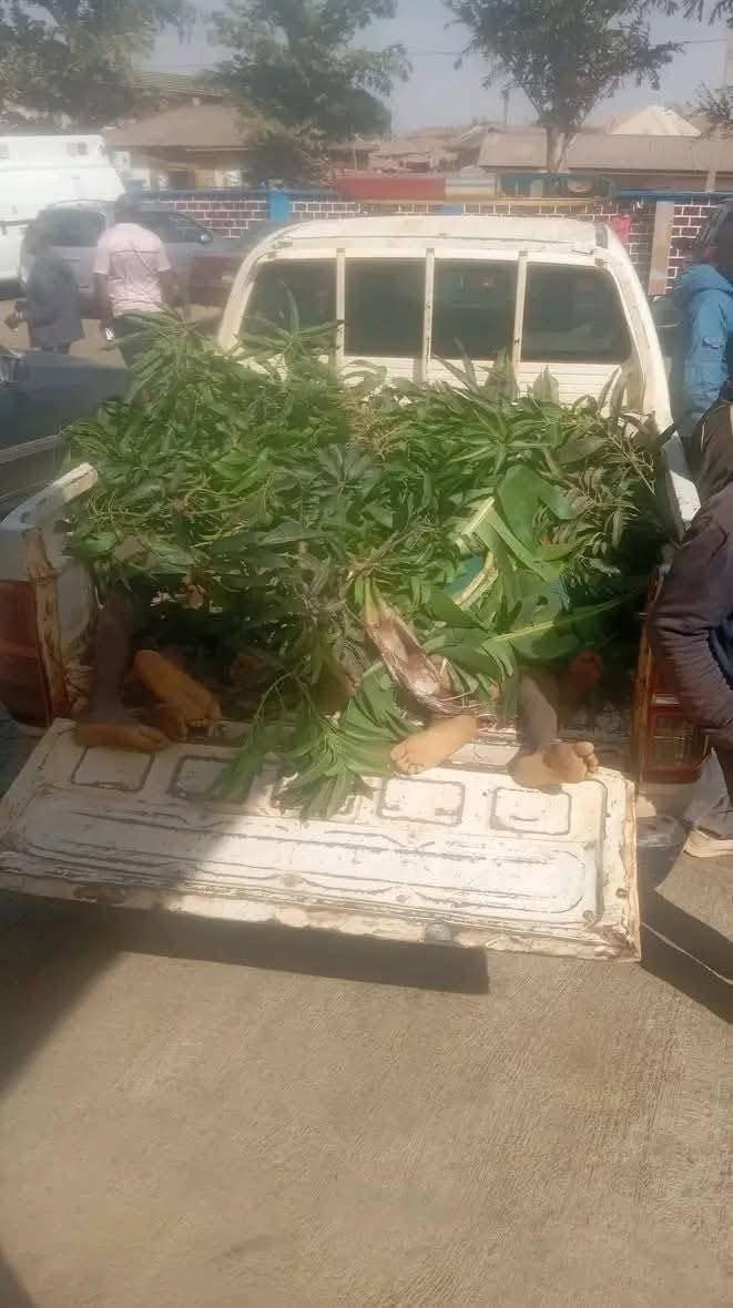 Seven victims of Plateau attacks get mass burial