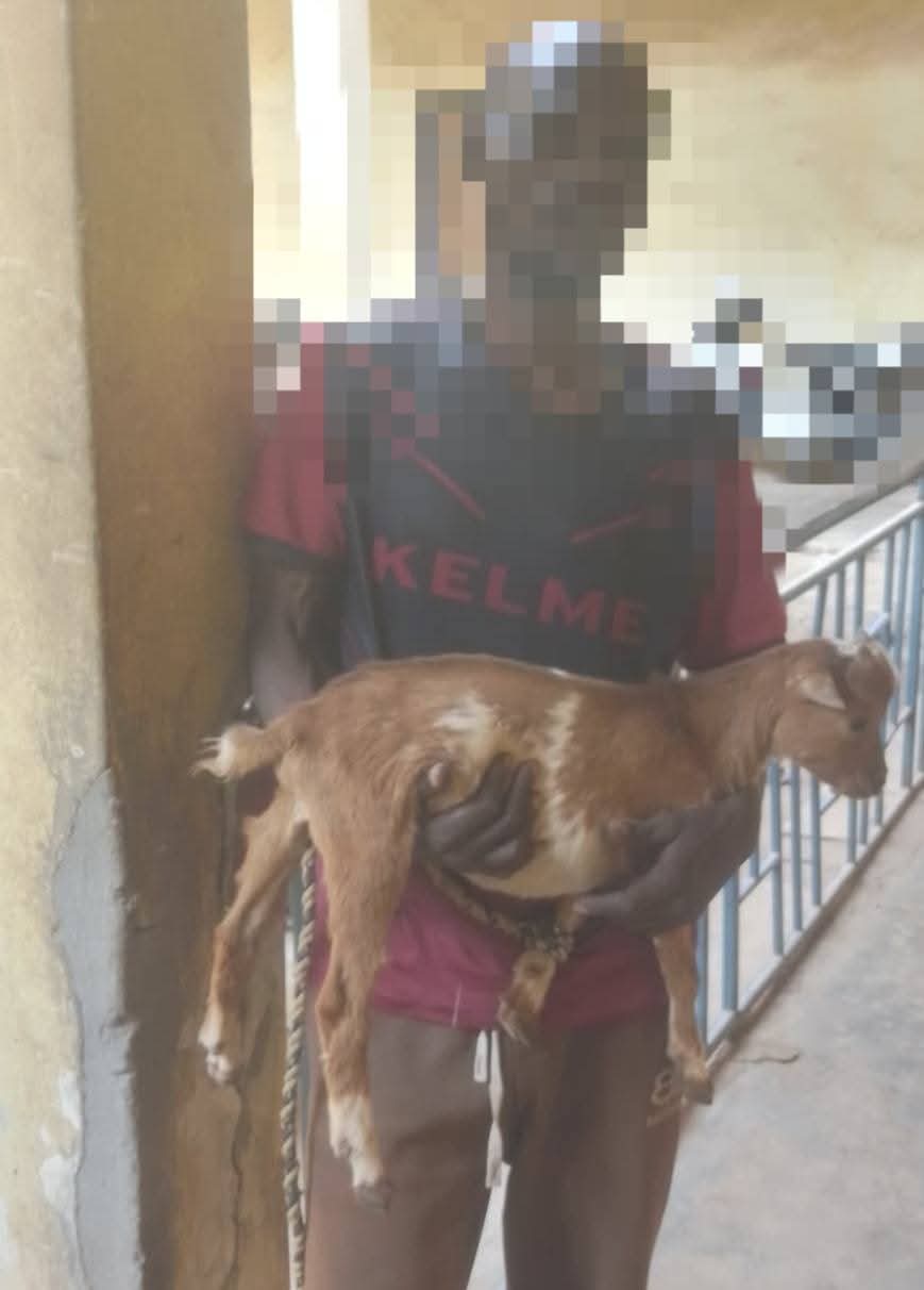 Court sentences 18-year-old boy to six months imprisonment for stealing pregnant goat in Kaduna