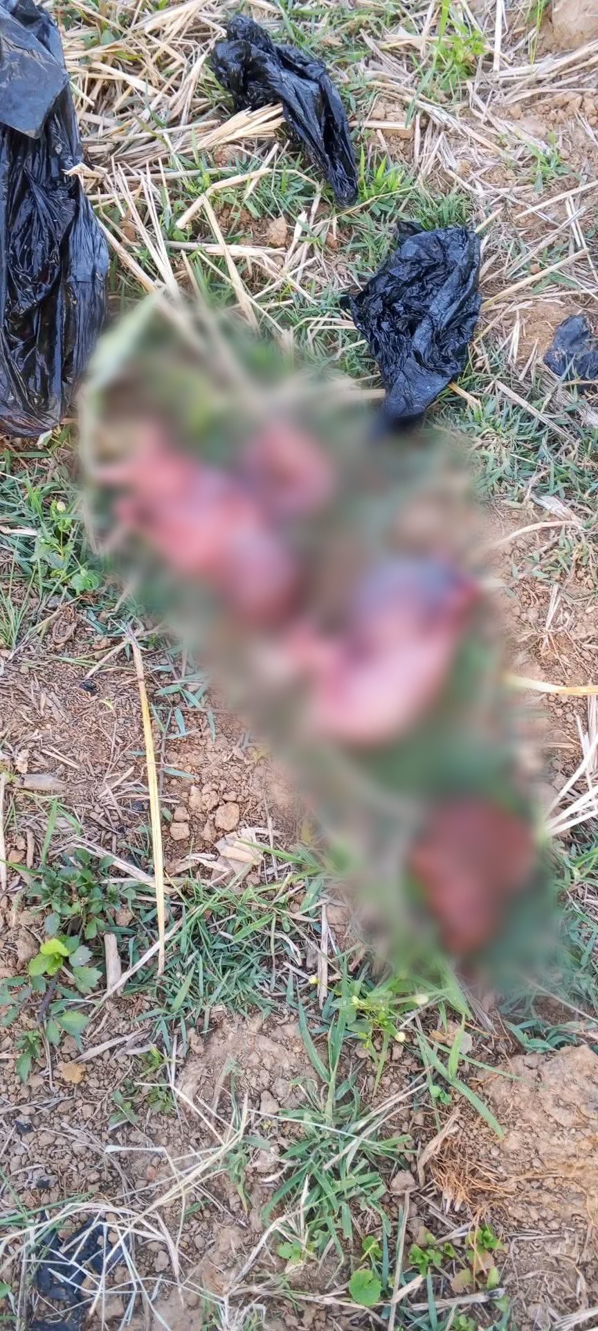 Outrage as unknown mother dumps ab0rted twins at refuse site in Plateau community