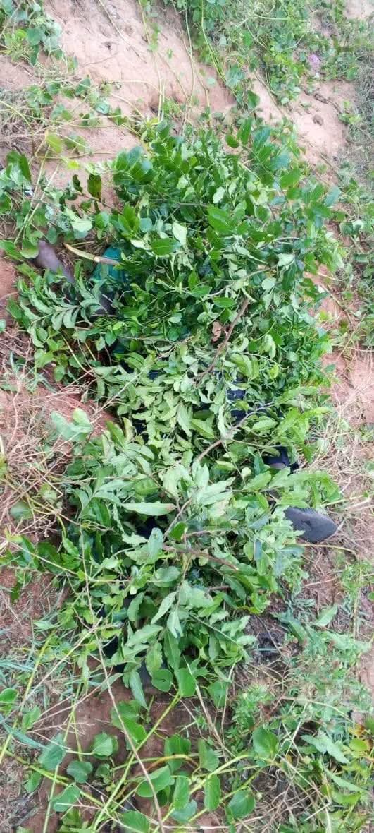 Gunmen k!ll 300-level varsity student in fresh Plateau attack