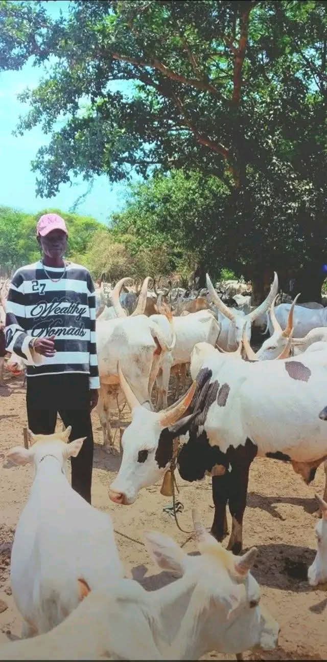 Heartbroken young man pens emotional letter after losing his girlfriend to another suitor despite having more cows than rival