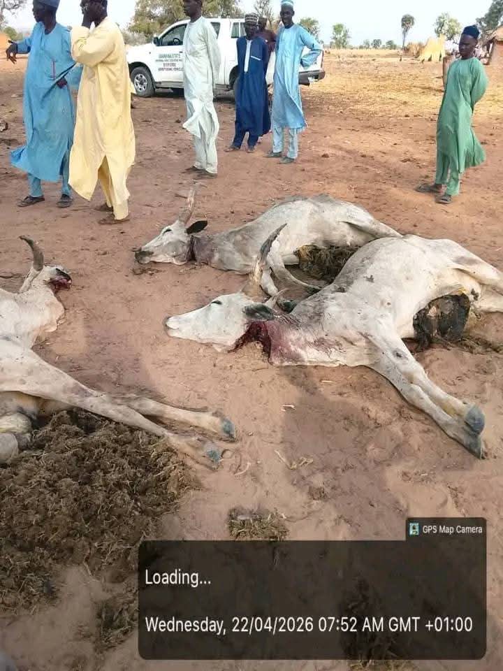 Suspected poisonous grass k!lls over 80 cattle in Adamawa community