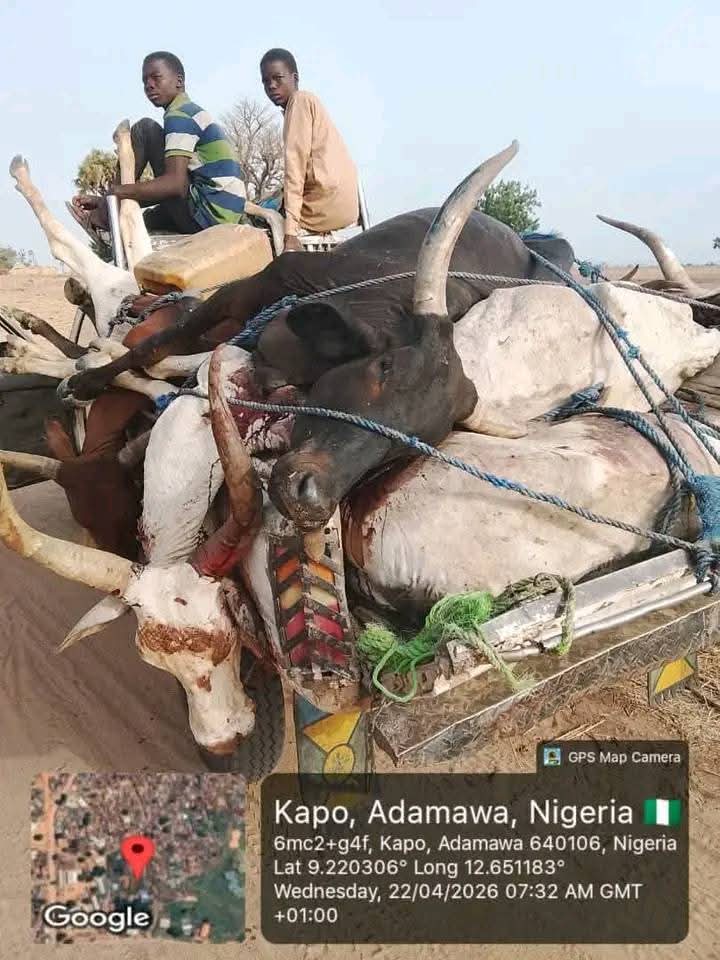 Suspected poisonous grass k!lls over 80 cattle in Adamawa community