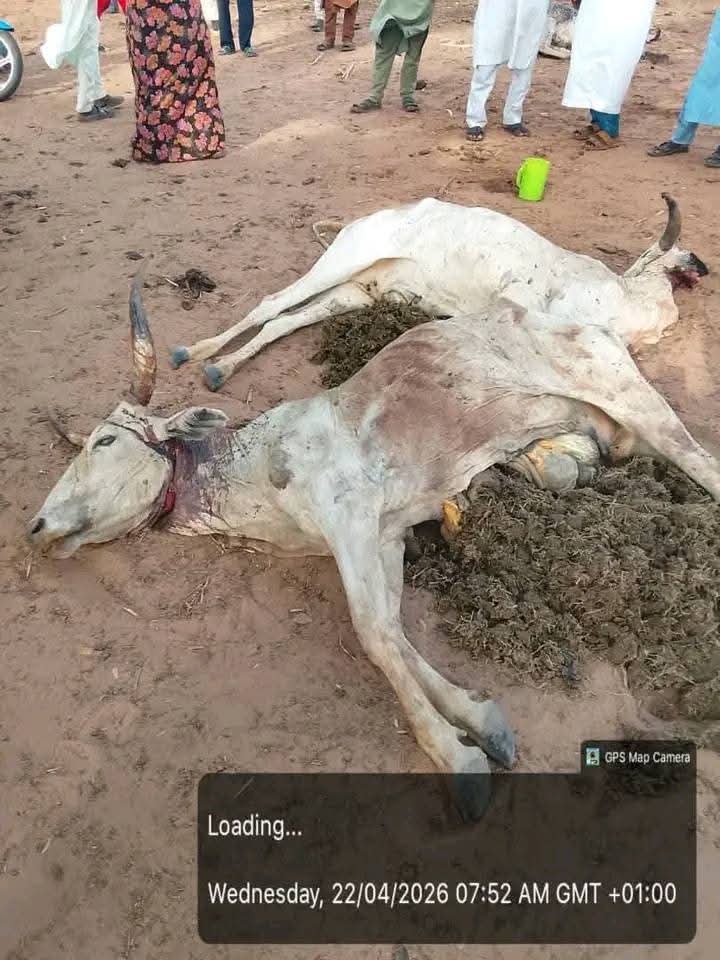 Suspected poisonous grass k!lls over 80 cattle in Adamawa community