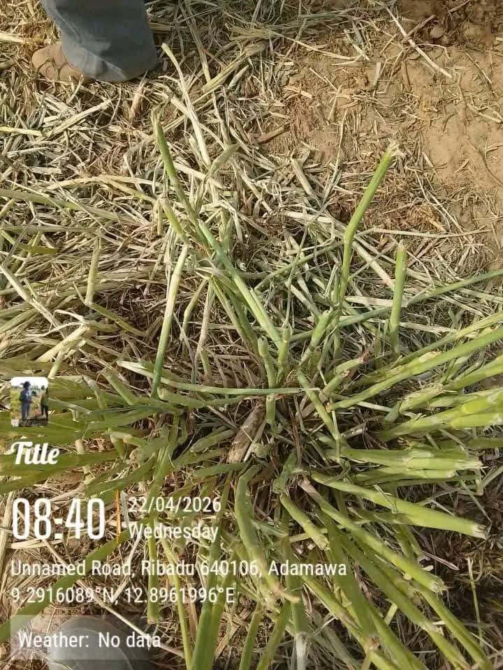 Suspected poisonous grass k!lls over 80 cattle in Adamawa community