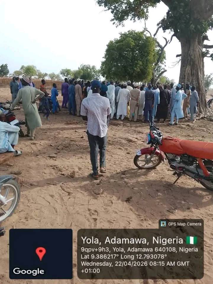 Suspected poisonous grass k!lls over 80 cattle in Adamawa community