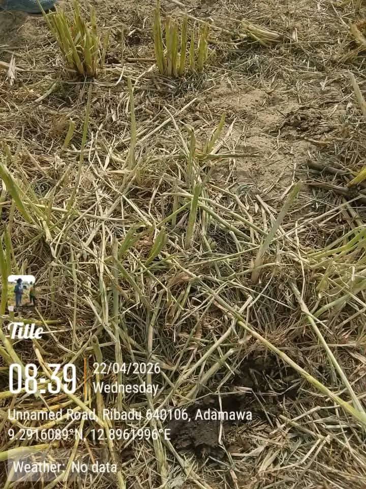 Suspected poisonous grass k!lls over 80 cattle in Adamawa community