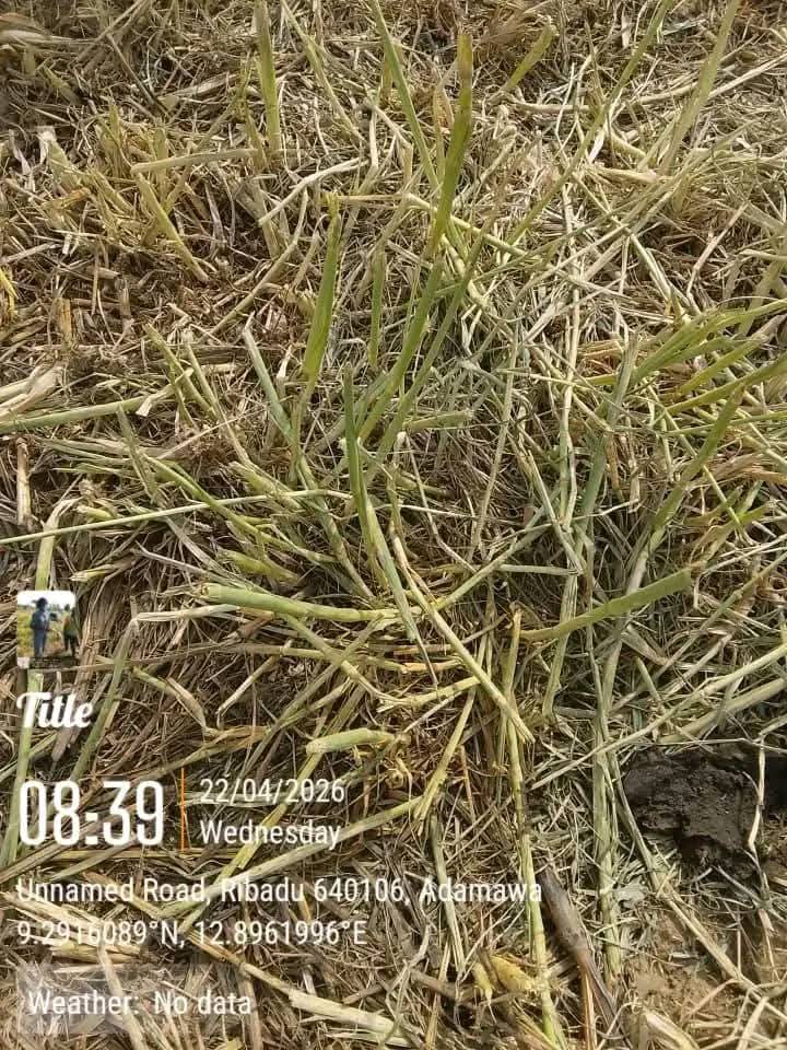 Suspected poisonous grass k!lls over 80 cattle in Adamawa community