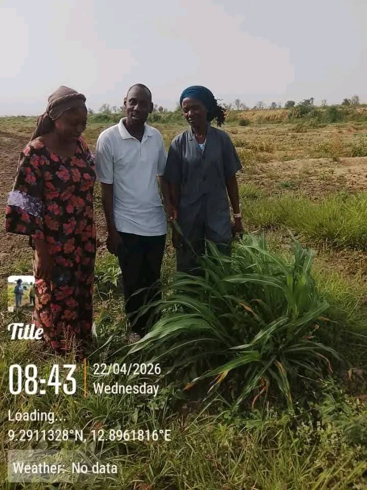 Suspected poisonous grass k!lls over 80 cattle in Adamawa community