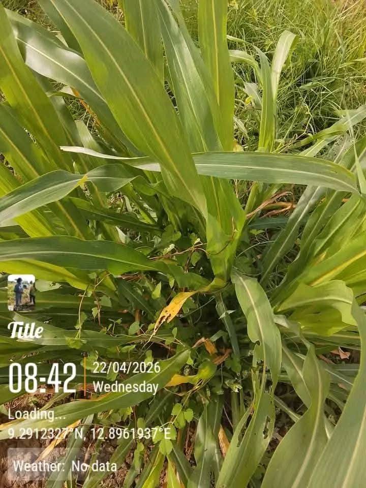 Suspected poisonous grass k!lls over 80 cattle in Adamawa community