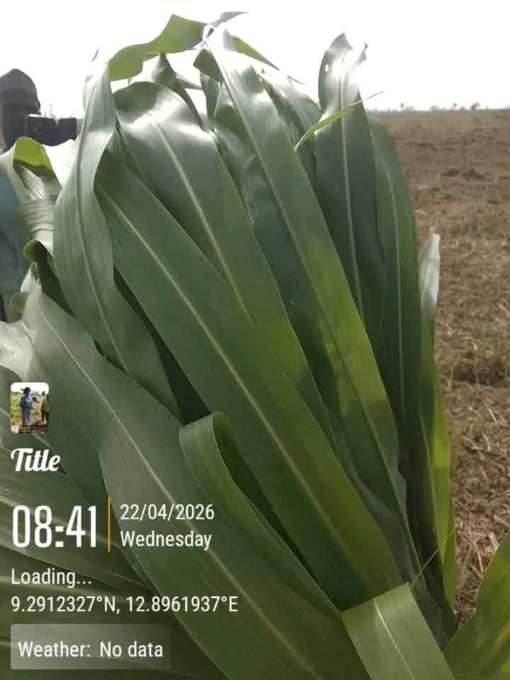 Suspected poisonous grass k!lls over 80 cattle in Adamawa community