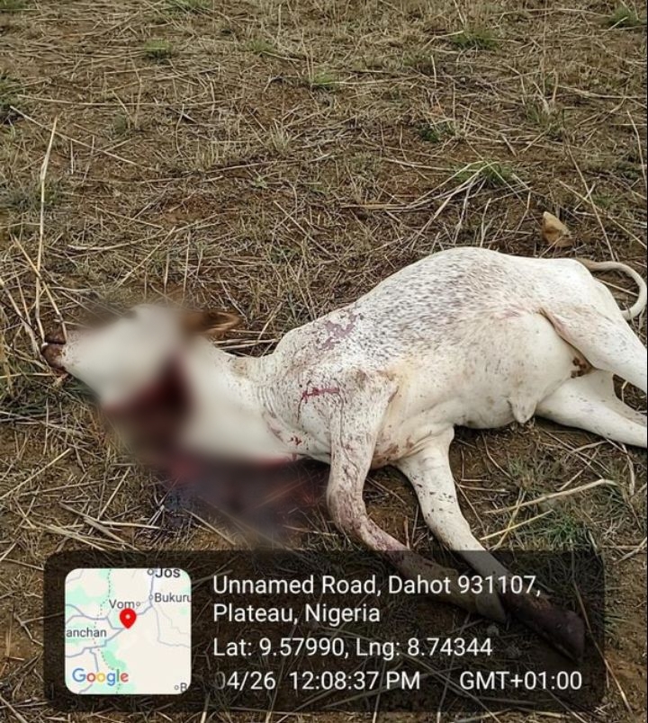 Gunmen k!ll herder, shoot 21 cattle in Plateau community