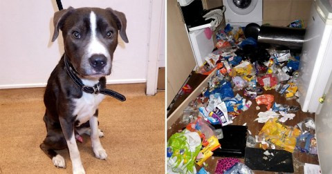 Woman jailed for 16 weeks after abandoning her pets without food, forcing her dog to eat her cats (photos)