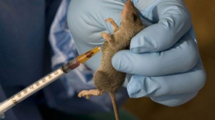 76 people test positive for Lassa fever in Edo lindaikejisblog