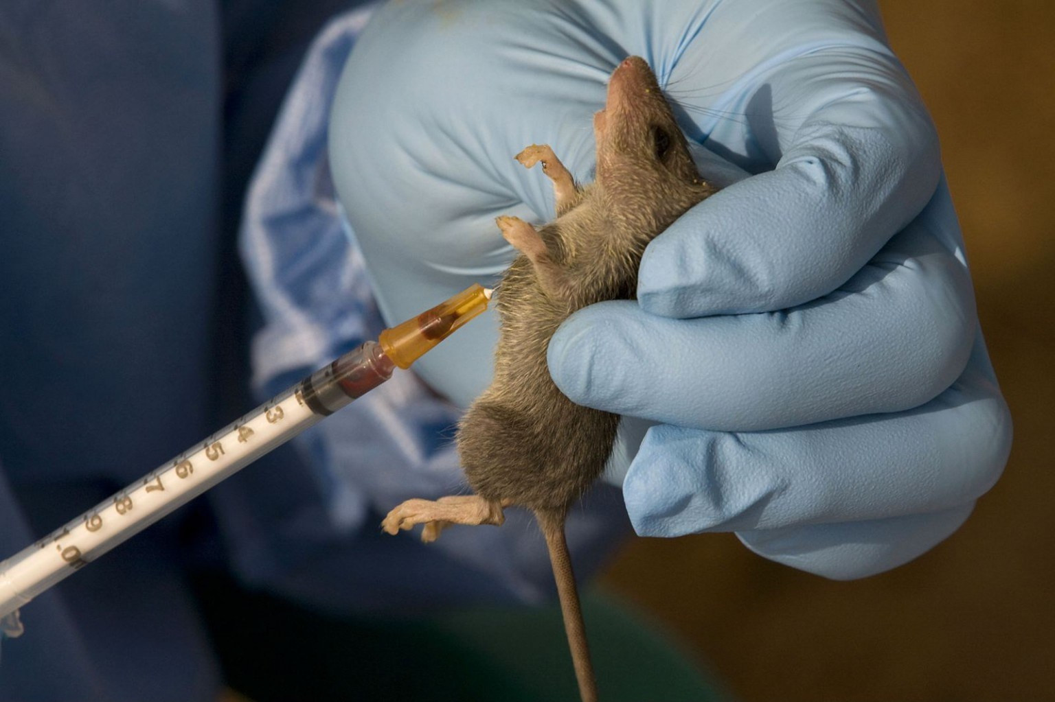 103 killed by Lassa fever in 16 states lindaikejisblog