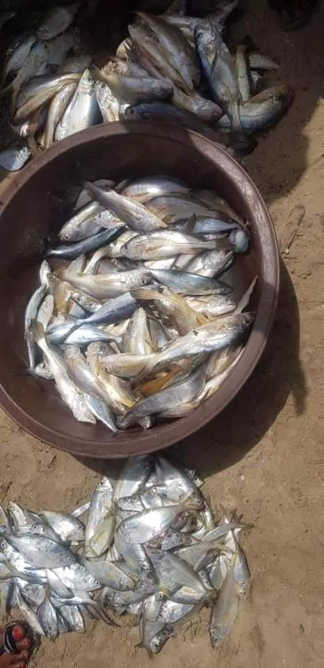 Rivers State Government cautions fishing communities over massive death of fishes lindaikejisblog 3