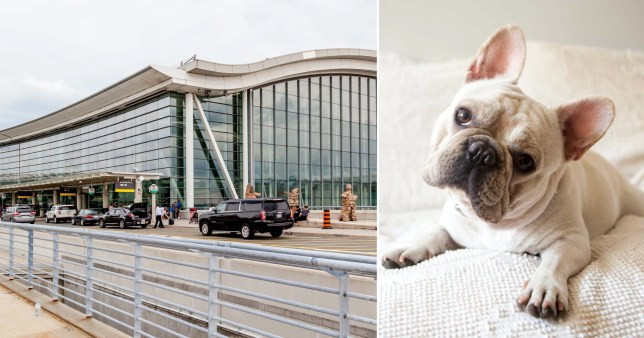 Canadian authorities launch investigation after 38 French bulldog puppies are found dead in plane cargo