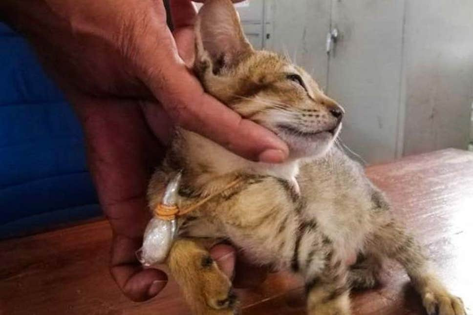 Cat detained for smuggling drugs and SIM cards escapes from Sri Lankan prison lindaikejisblog 2