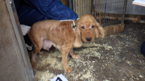 Family jailed for 18 years after selling sick and dying puppies kept in nail filled, urine infested cages to people (photos)
