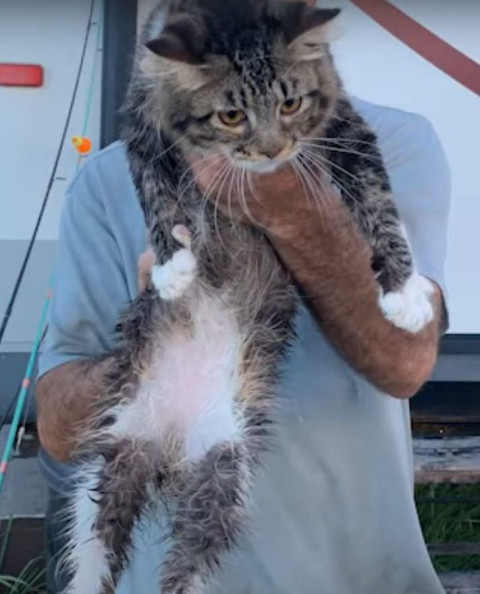 Woman arrested after allegedly throwing a caged cat in river during argument with ex-boyfriend