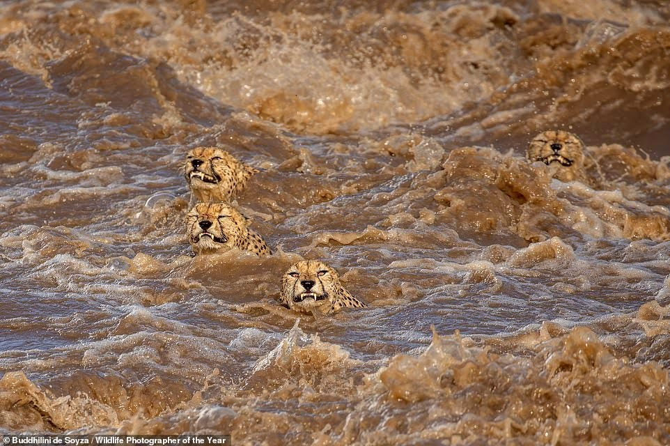 See stunning images submitted for the Wildlife Photographer of the Year ...