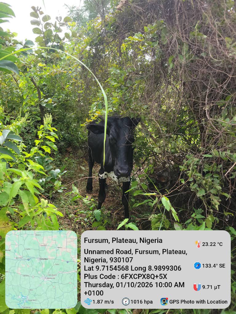 Suspected cattle rustlers k!ll 25-year-old herder in Plateau
