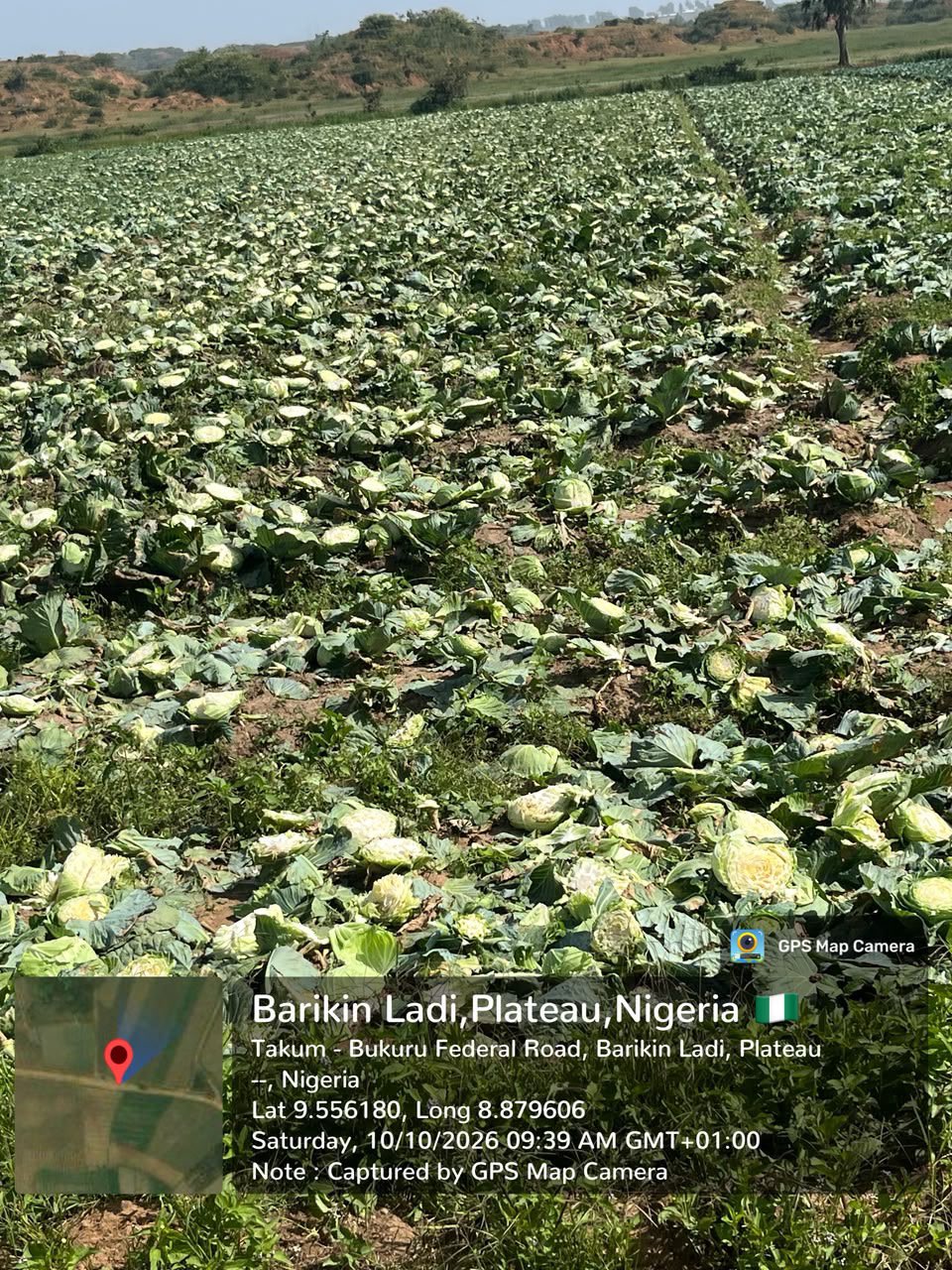 Troops launch manhunt for suspected herders over destruction of cabbage farm in Plateau
