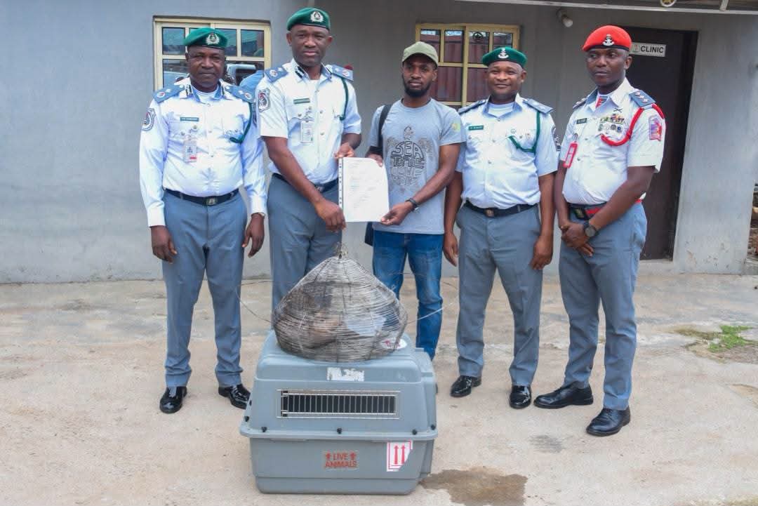 Customs rescues 3 endangered pangolins in Ogun, warns wildlife traffickers