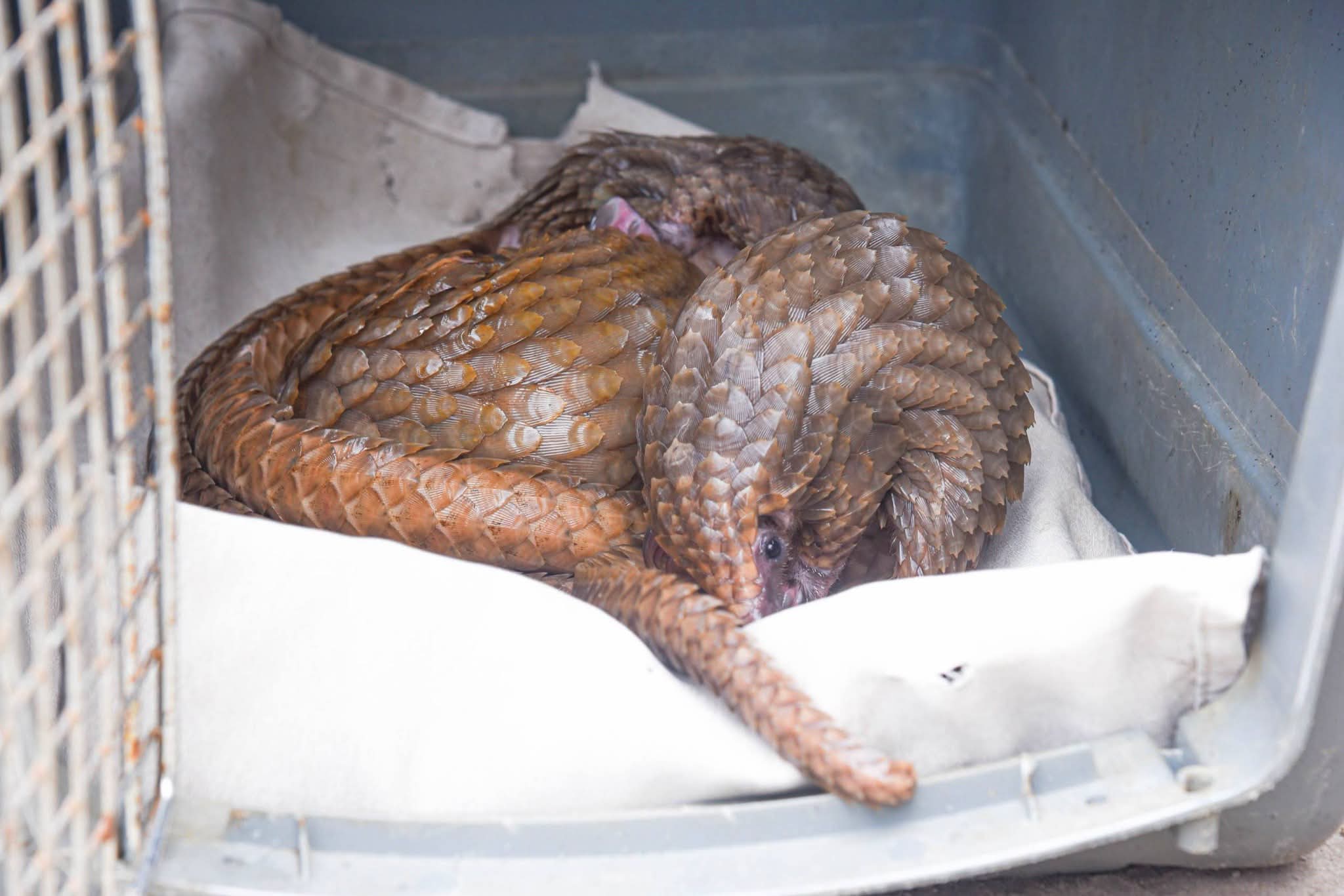 Customs rescues 3 endangered pangolins in Ogun, warns wildlife traffickers