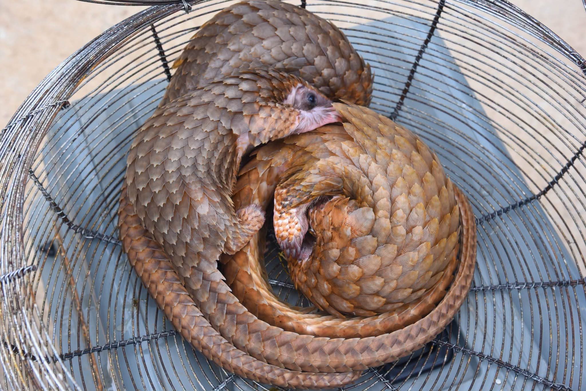 Customs rescues 3 endangered pangolins in Ogun, warns wildlife traffickers