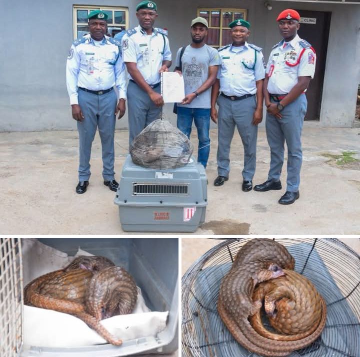 Customs rescues 3 endangered pangolins in Ogun, warns wildlife traffickers