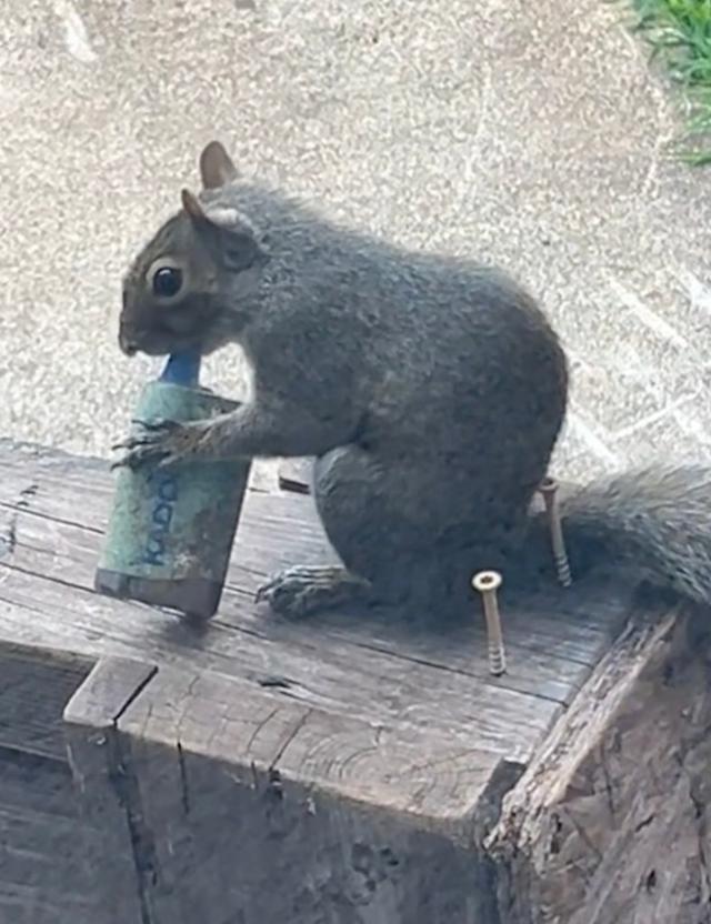 Squirrels now ?vaping? as pictures snapped in parks show them with e-cigarettes