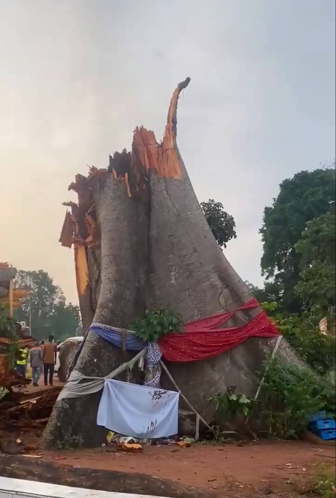 18 commuters k!lled as ancestral tree crushes bus in Enugu (videos)