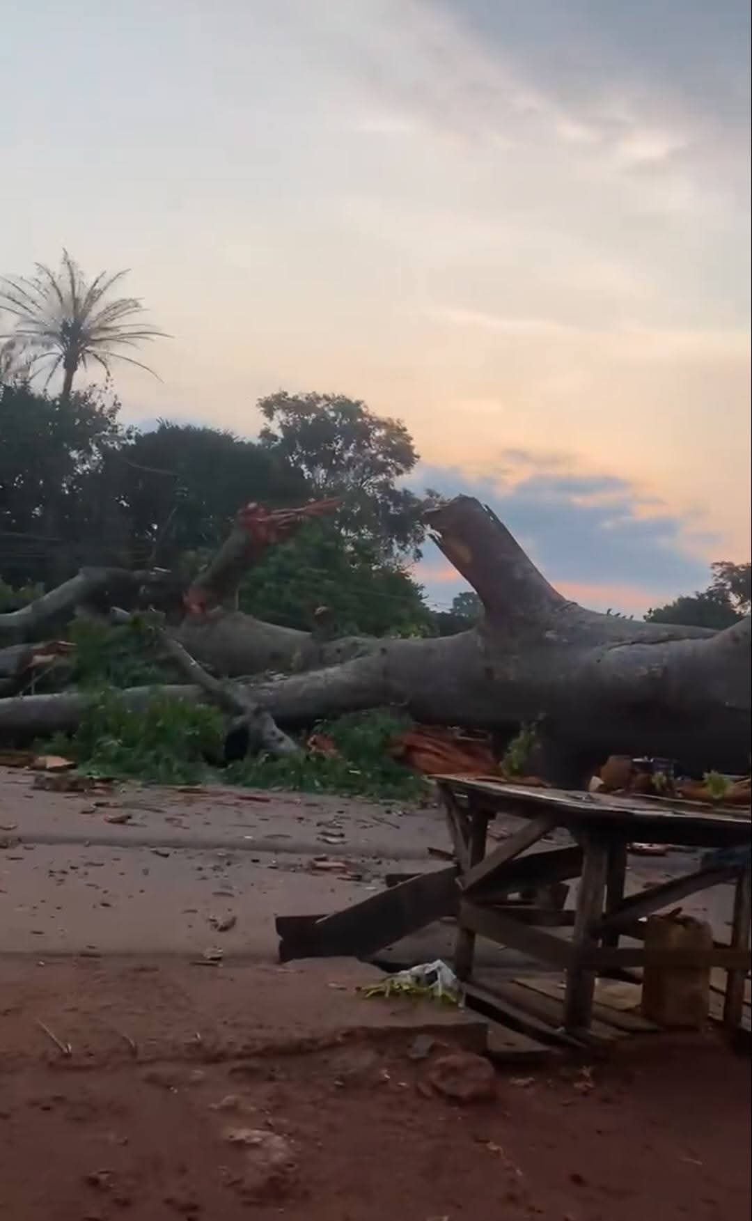 18 commuters k!lled as ancestral tree crushes bus in Enugu (videos)