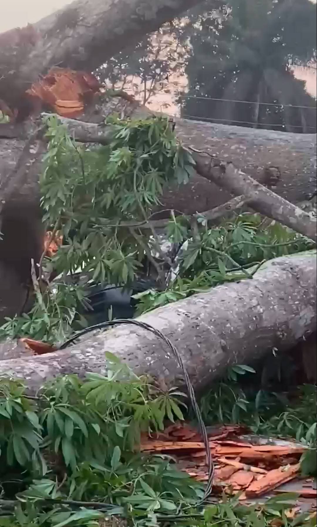 18 commuters k!lled as ancestral tree crushes bus in Enugu (videos)