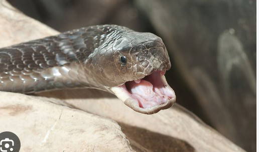 Nigeria records 43,000 snakebites, 2,500 deaths yearly - Medical experts reveal
