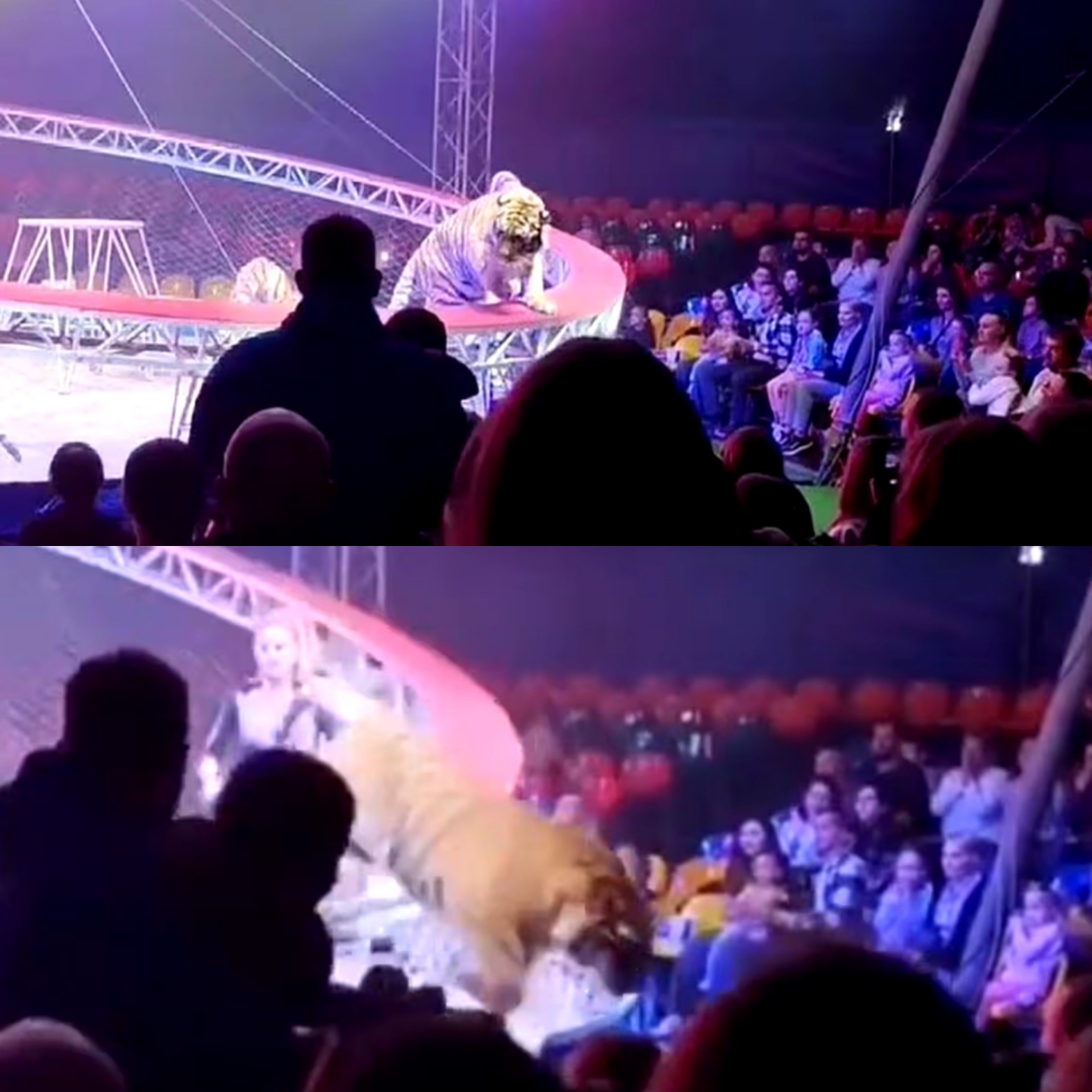 Horror moment tiger breaks free and leaps into crowd at circus as terrified families flee (video)