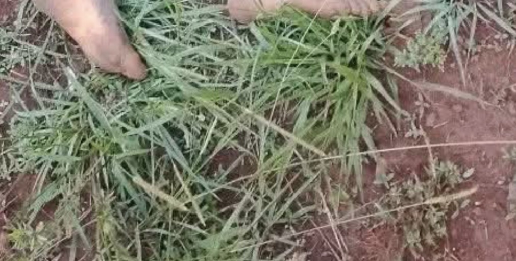 Gunmen k!ll village head in Plateau