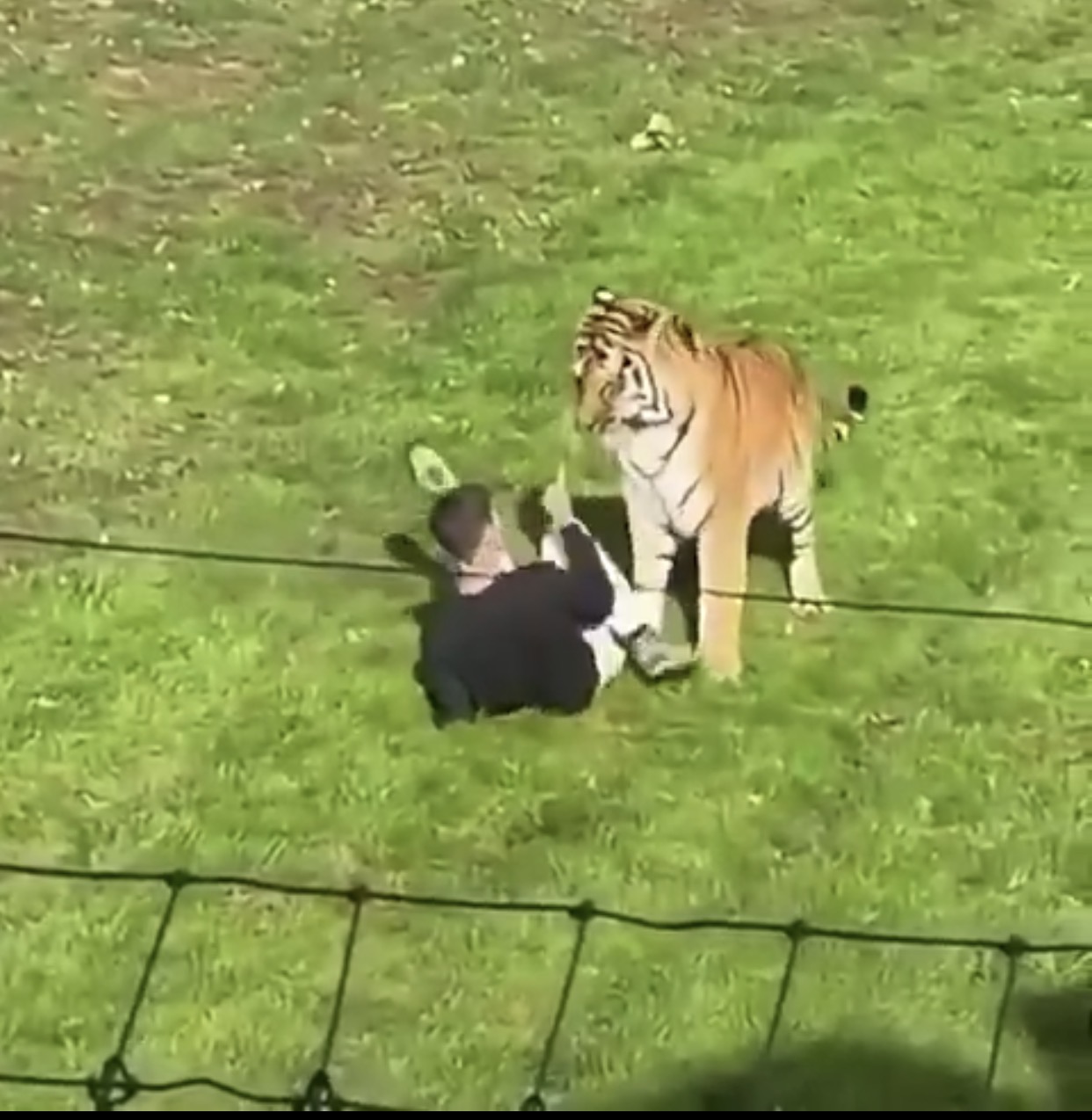 Man mauled to d3ath after entering tiger enclosure at UK wildlife park (Video)