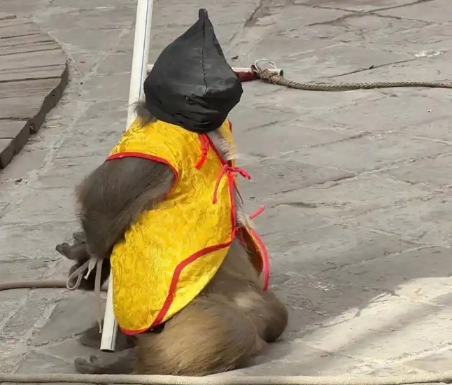 Monkey ?tied with rope around neck? in live ?execution? performance sparks outrage