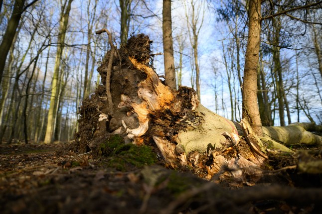 Mum, 21, and baby crushed to de@th during Easter Egg Hunt in forest